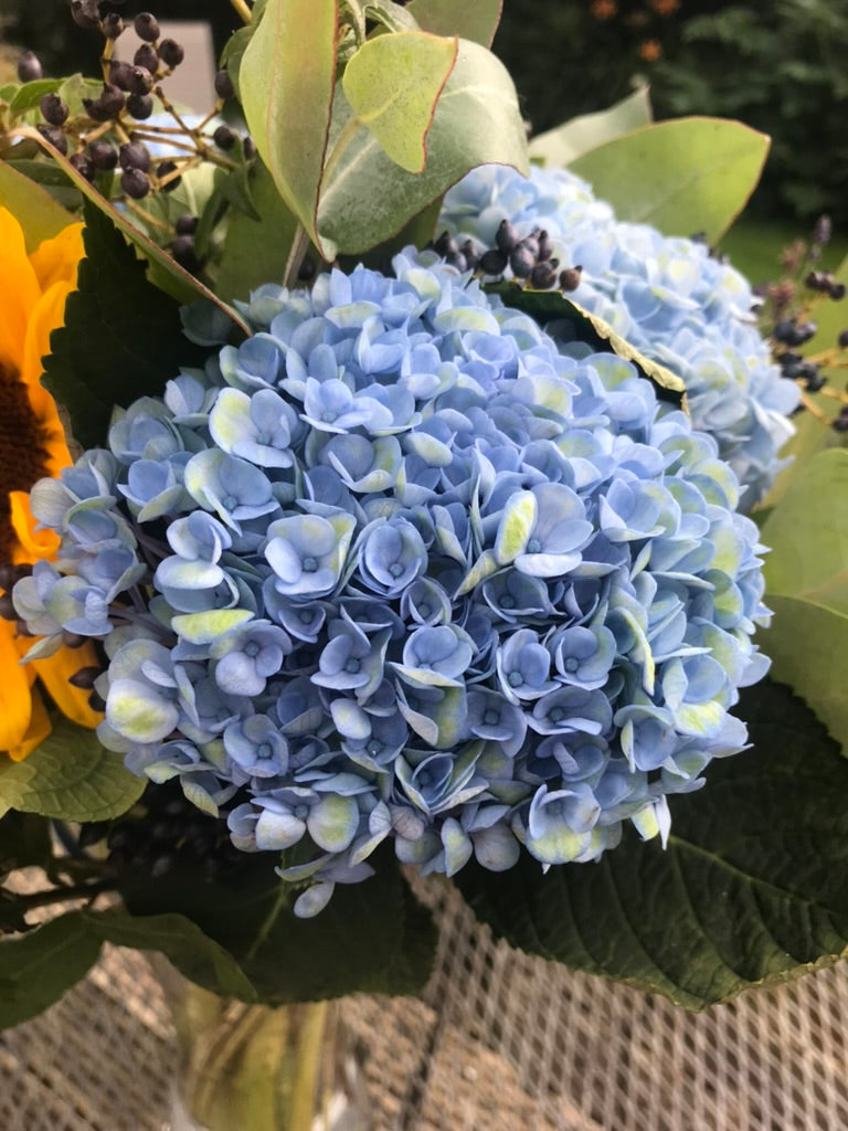 Royal Albert Blue Hydrangea