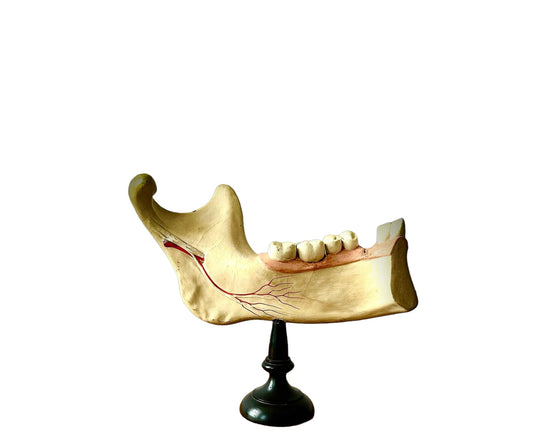 Anatomical Medical Teaching Model Teeth Jaw Bone