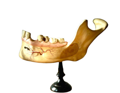 Modelo de enseñanza médica anatómica, dientes, hueso de la mandíbula